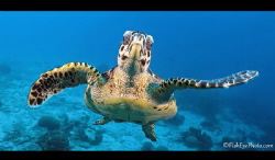 hawksbill turtle looking into the camera by Tim Peters Fish-Eye Photo 
